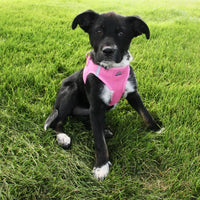 Cute black puppy sitting in a pink harness on the grass