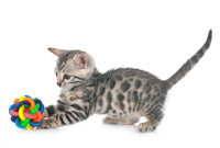 Striped kitten playing with colorful ball