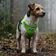 BayDog Liberty Bay Dog Harness