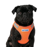 BayDog Liberty Bay Dog Harness
