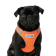 BayDog Liberty Bay Dog Harness