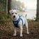 BayDog Liberty Bay Dog Harness