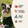 Fromm 4 Star Grain Free Pork & Peas Dry Dog Food