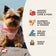 Fromm 4 Star Grain Free Lamb & Lentil Dry Dog Food