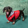 Doggie Design Weekender Dog Sweatshirt Hoodie