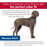 Coastal Pet Products Macho Nylon Dog Collar