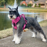 Venture Paw Pull Control Dog Harness