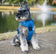 Venture Paw Pull Control Dog Harness