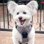 Venture Paw Pull Control Dog Harness