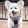 Venture Paw Pull Control Dog Harness