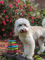 Messy Mutts Bowl & Lids (3 Colors) Xl 6pc Box Set