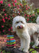 Messy Mutts Bowl & Lids (3 Colors) Xl 6pc Box Set