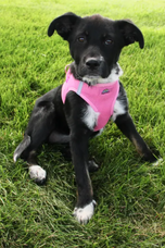 American River Solid Dog Harness