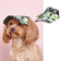Ozzie Stylist Outdoor Dog Caps