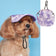 Ozzie Stylist Outdoor Dog Caps